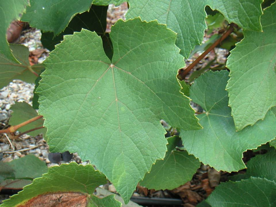 Vitis