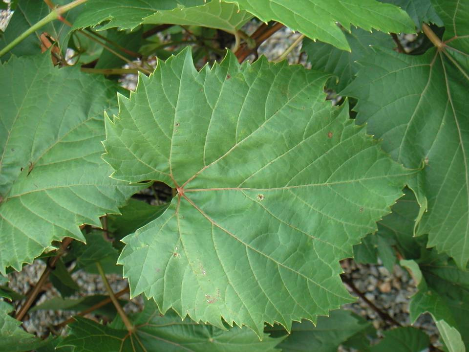 Vitis