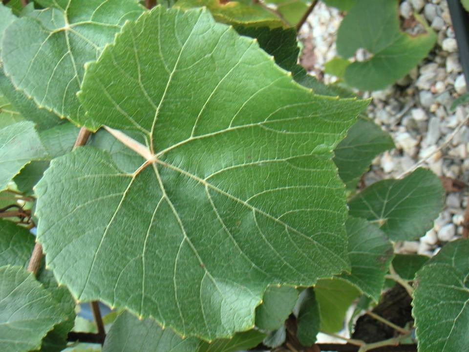 Vitis