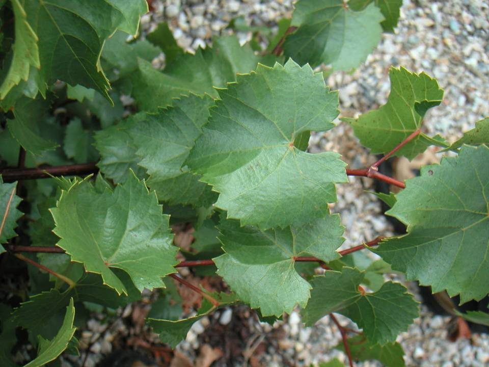 Vitis