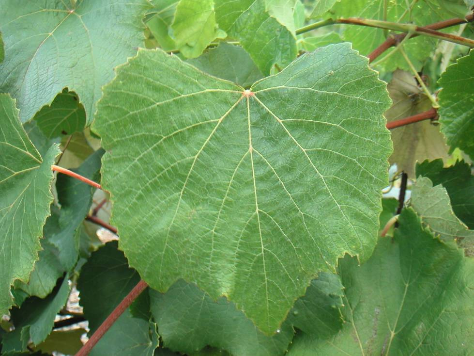 Vitis