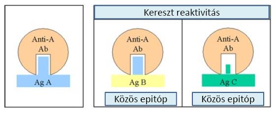 Mivel jellemezhető az At-Ag kapcsolat?