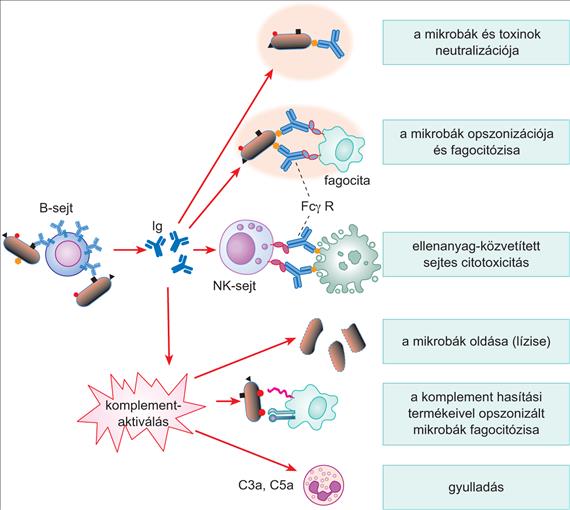 Ellenanyagok által közvetített effektor funkciók http://www.