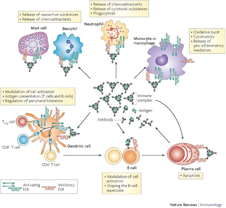 Fcg receptorok szerepe az immunválasz