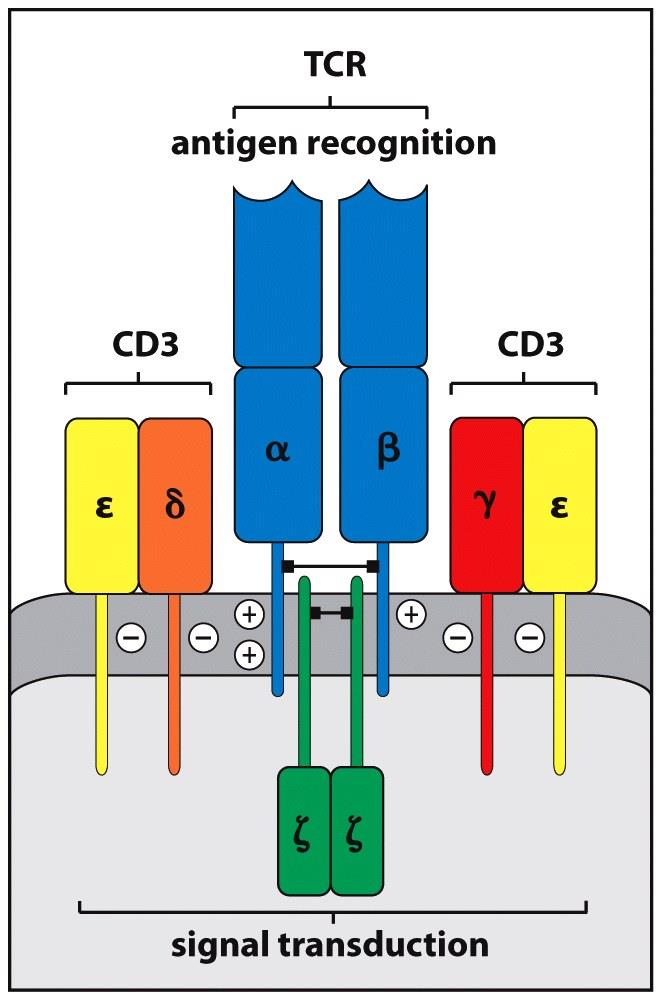 TCR komplex Figure 3-6 ANTIGÉN FELISMERÉS 1. a T lymphocyták felszínén expresszálódik 2.