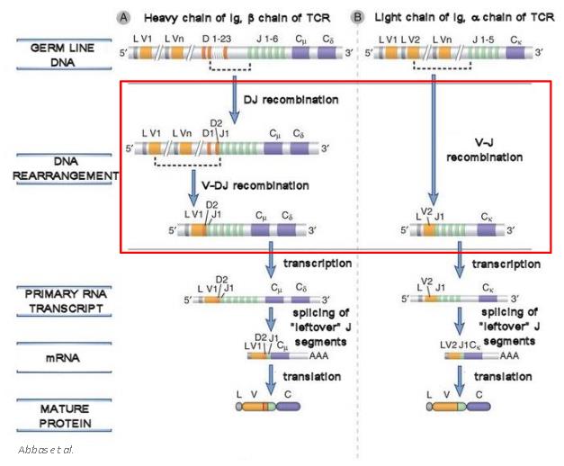 RAG1 és RAG2 enzimek szabályozzák EMBRIONÁLIS (GERMLINE) DNS