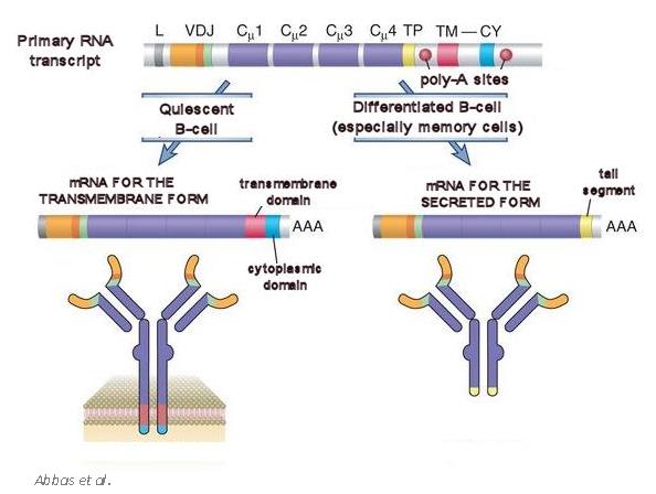 A plazmasejtek immunglobulin termelése Th sejtek citokin