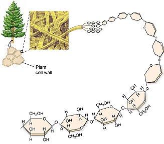 A biopolimerek három legfontosabb képviselője: -a peptidek