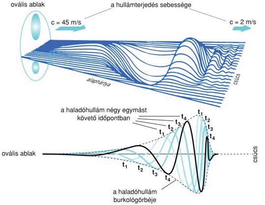 ) A belső fül: szenzor Egyensúlyozószerv: félkörös ívjáratok Csiga (cochlea): 2,5 menetű, 35 mm hosszú folyadékkal teli csatorna.