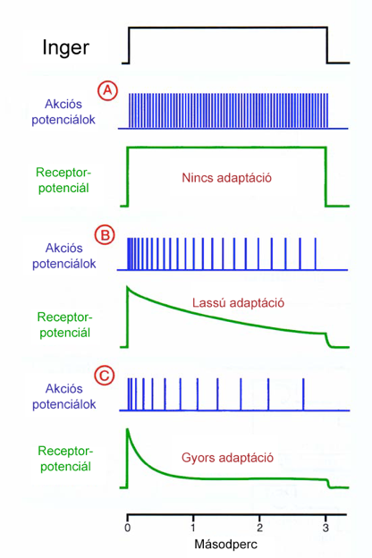 Mit kódol az ingerület? Az inger: 1. modalitását (inger típusa) 2. intenzitását (inger erőssége) 3. időtartamát 4. lokalizációját Adekvát inger 1.