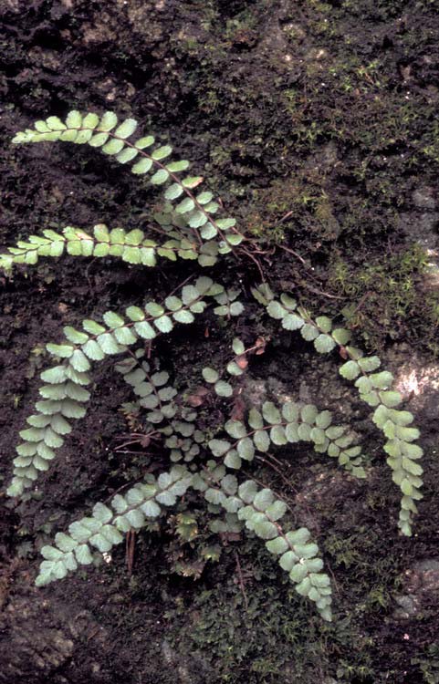 Aranyos fodorka (Asplenium trichomanes) Alaktani jellemzők: Gyöktörzses páfrány, 10-2 cm hosszú, egyszeresen szárnyas levelekkel.