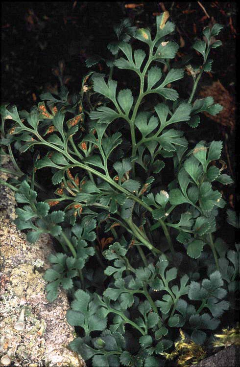 Kövi fodorka (Asplenium ruta-muraria) Alaktani jellemzők: Kistermetű, örökzöld páfrányfaj. Levelei rendszerint 5-10 cm hosszúak, hármasan összetettek.