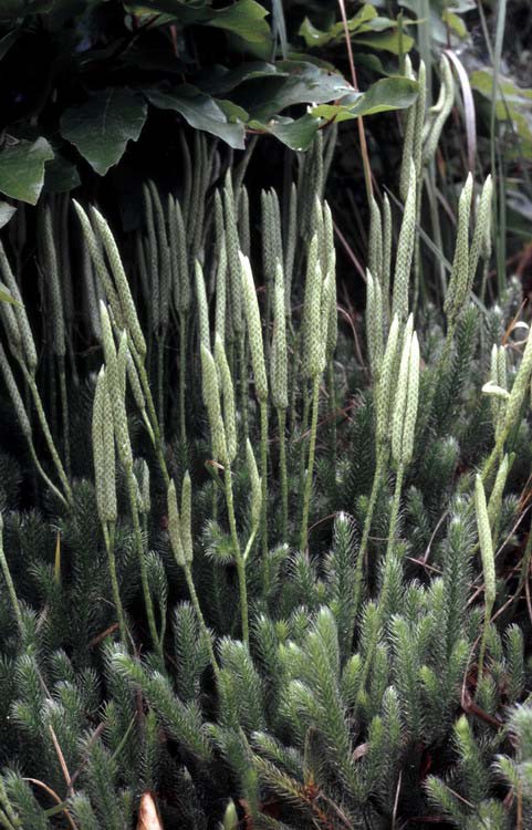 Kapcsos korpafű (Lycopodium clavatum) Alaktani jellemzők: Akár több méteres kúszó, a talajon heverő és legyökerező vegetatív hajtásokat fejlesztő örökzöld faj.