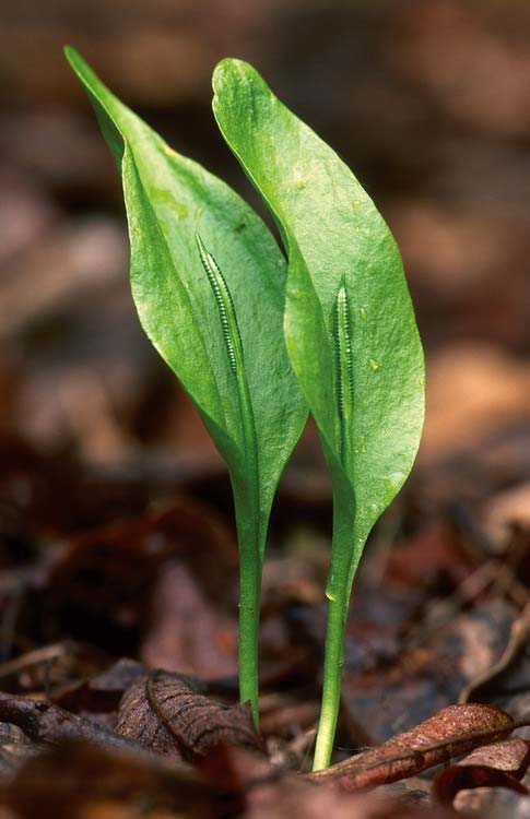 Kígyónyelv (Ophioglossum vulgatum) Alaktani jellemzők: Évelő faj, melynek gyöktörzséből évente 1 levél fejlődik. A levé általában két karéjból áll.