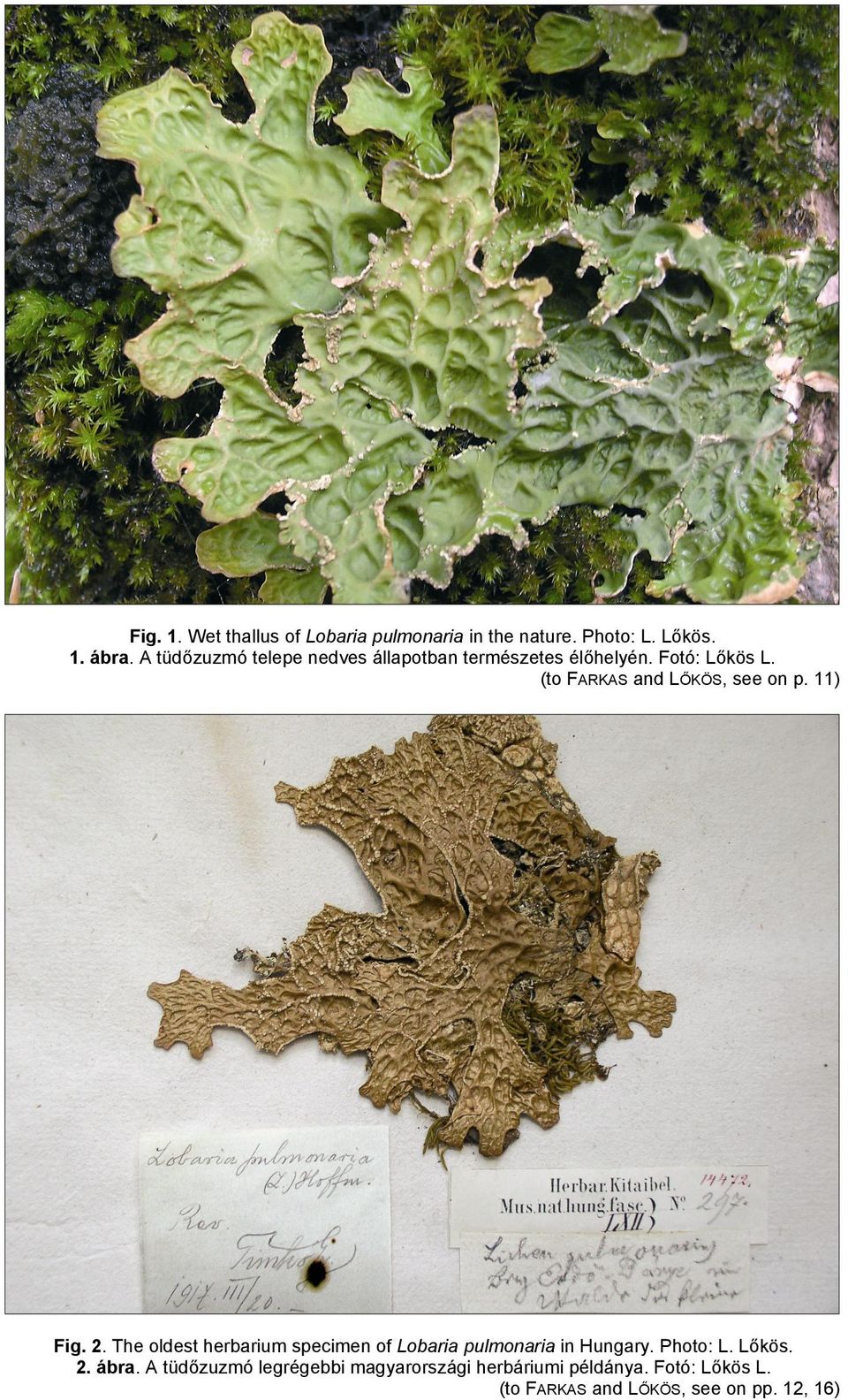 (to FARKAS and LŐKÖS, see on p. 11) Fig. 2.