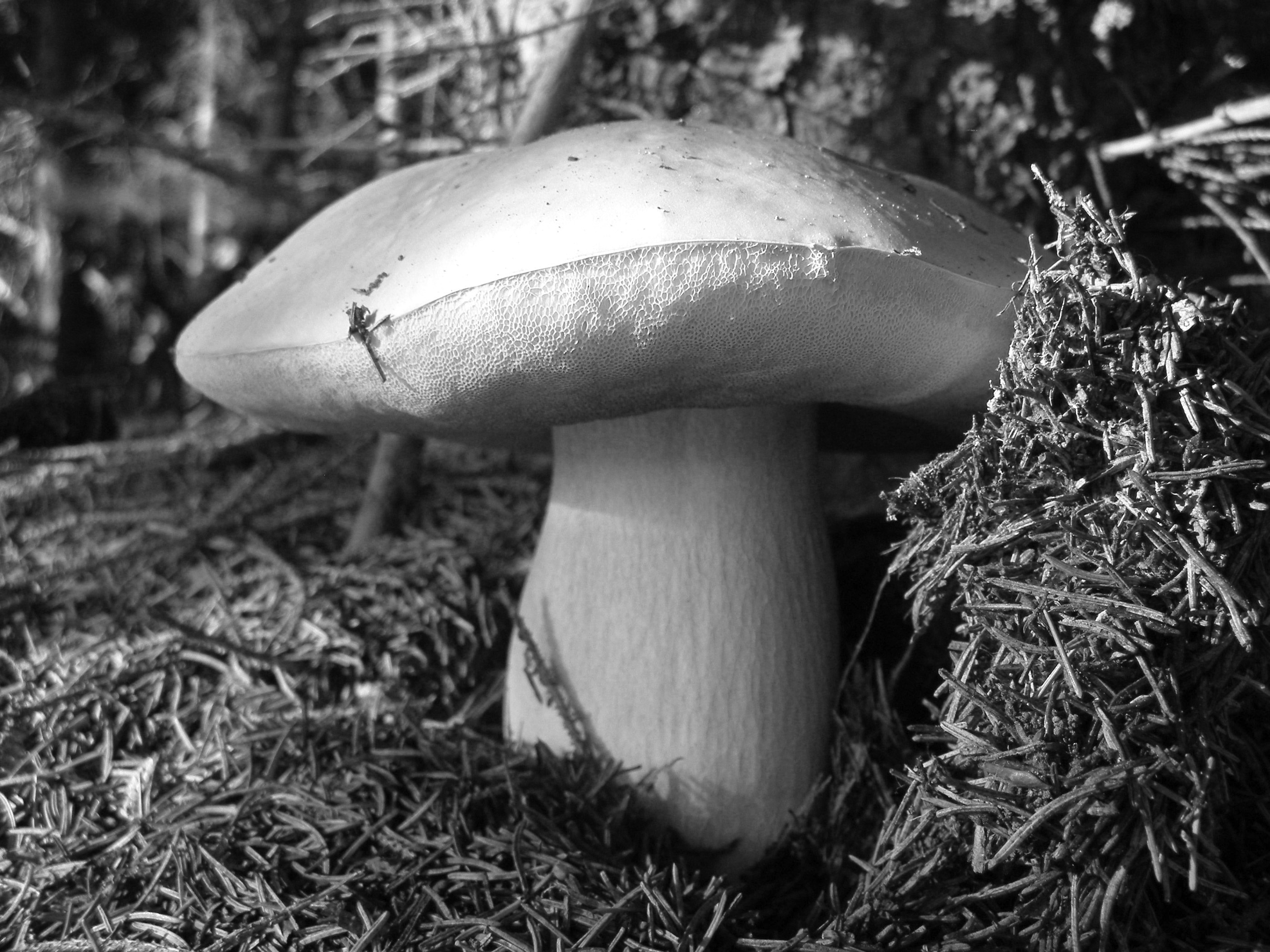 A vargánya (Boletus edulis és B. spp.) a magyar népi gombászatban 1. kép Ízletes vargánya.