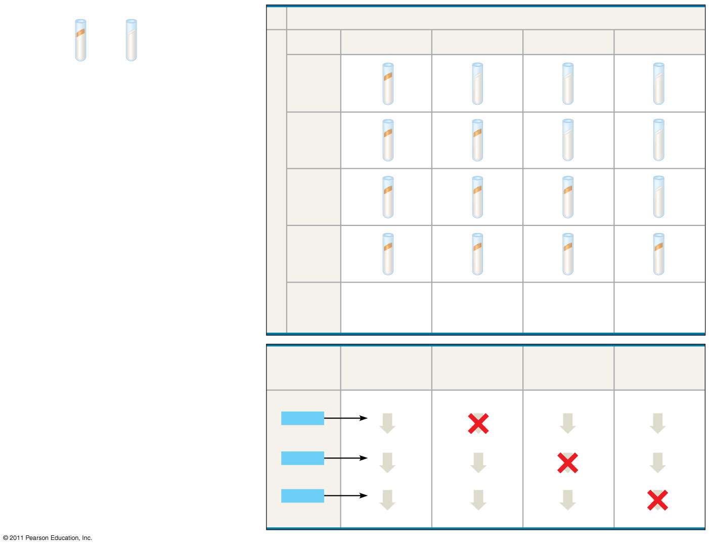 KÍSÉRLET Növekedés: Vad-típusú sejtek növekednek és osztódnak Minimal medium EREDMÉNYEK Nincs növekedés: a mutáns sejtek nem tudnak növekedniés osztódni Minimal medium (MM) (kontroll) Neurospora