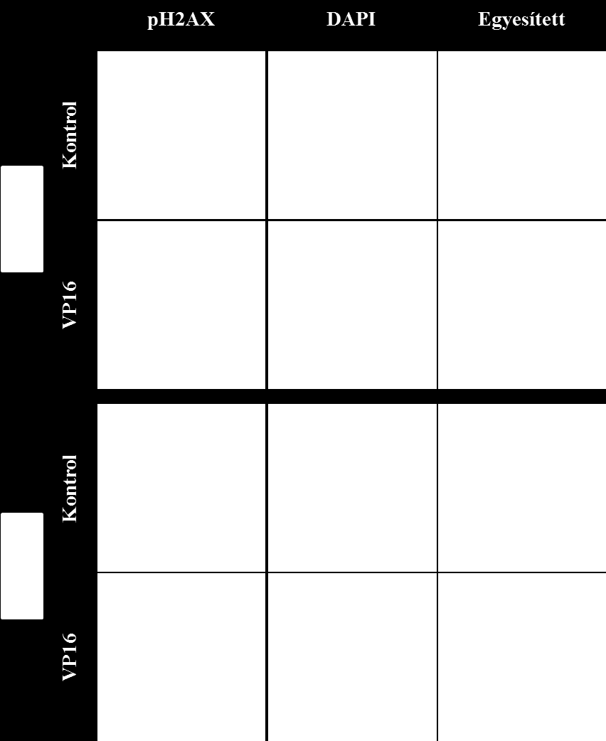 közül a jelen dolgozatban a VP16-tal kezelt HeLa és S2 sejtek, valamint a hozzájuk tartozó kontrol sejtek láthatók (6. ábra). 6.
