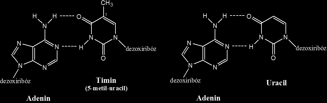 Irodalmi áttekintés 2. ábra: A citozin dezaminációja Az uracil és a timin csak az 5.