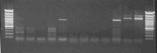 M: DNS molekulatömeg marker (Fermentas, GeneRuler 100 bp DNA Ladder Plus: 3.0, 2.0, 1.5, 1.2, 1.031, 0.9, 0.8, 0.7, 0.6, 0.5, 0.4, 0.3, 0.2, 0.1 kb).