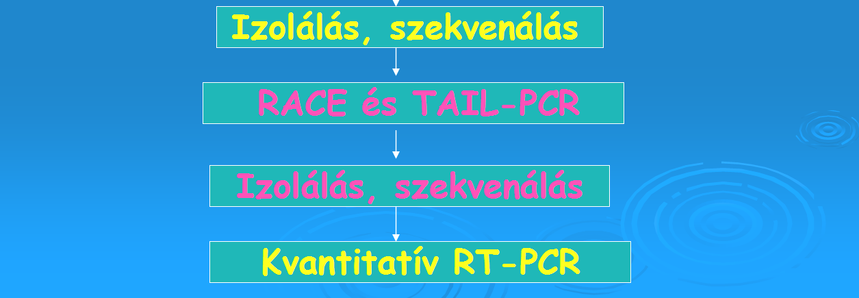 3 Az ACC-szintáz gén expressziójának vizsgálata a szamóca hazai fajtáiban és azok antiszensz ACC-szintáz génnel transzformált vonalaiban A gyümölcsök utóérő vagy nem-utóérő kategóriákba való