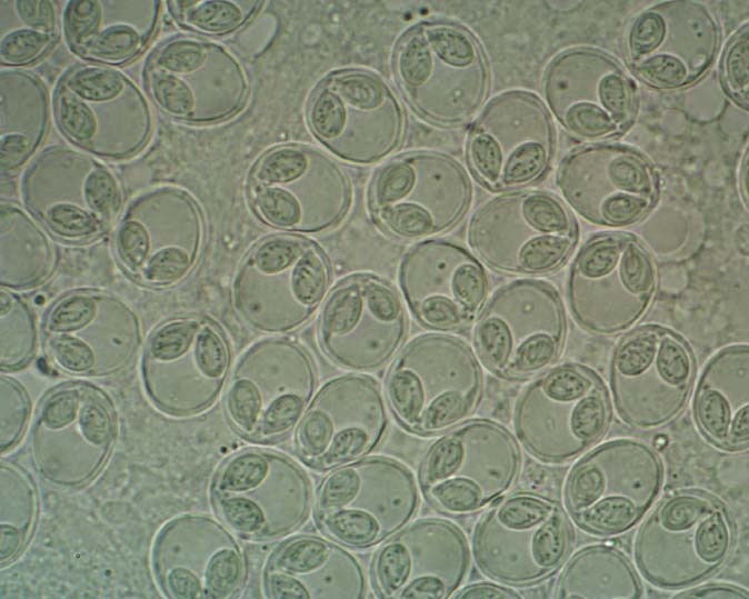 Myxobolus shaharomae sp. n.