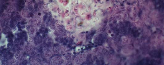 Myxobolus shaharomae sp. n.