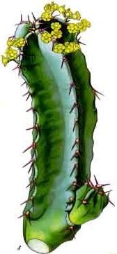al. 2003; Dai et al. 2004; Premkumar et al. 2004), PKA (De Petrocellis et al. 2001; Rathee et al. 2002; Bhave et al.