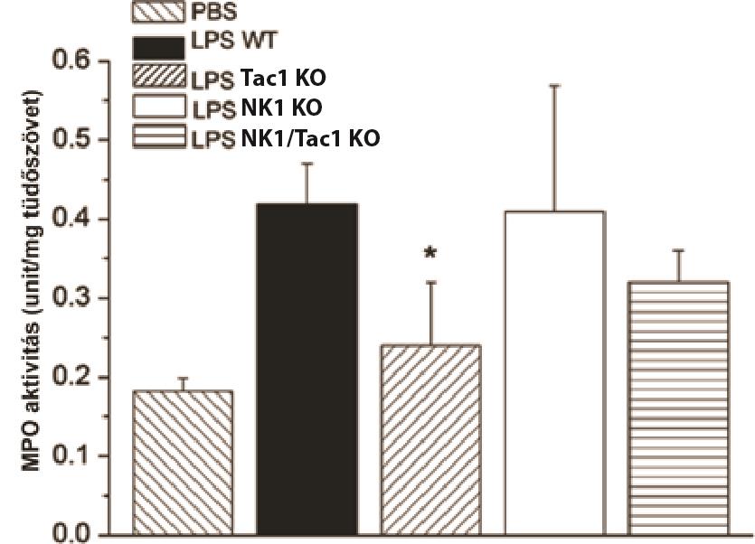 4.1.1.3 Myeloperoxidáz aktivitás a tüdő homogenizátumokban Az LPS kezelés több mint kétszeres növekedést okozott a tüdő MPO aktivitásában 1 nappal az LPS intranazális beadását követően.