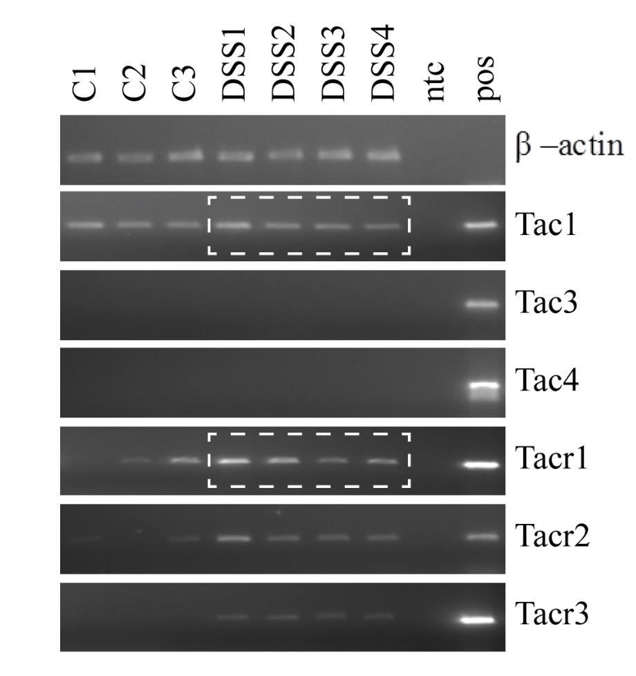 4.2.2 A neurokinin 1 receptor és szelektív receptor antagonista (netupitant) és tachykinin rendszer szerepe a dextrán-szulfát kiváltotta bélgyulladás modellben Eredeti közlemény: Szitter, I.