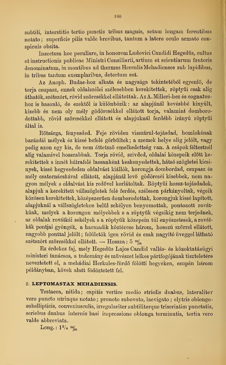 thermasherculismehadienses sub lapidibus, in tribus tantum exemplaribus, detectum est. Az Anoph.