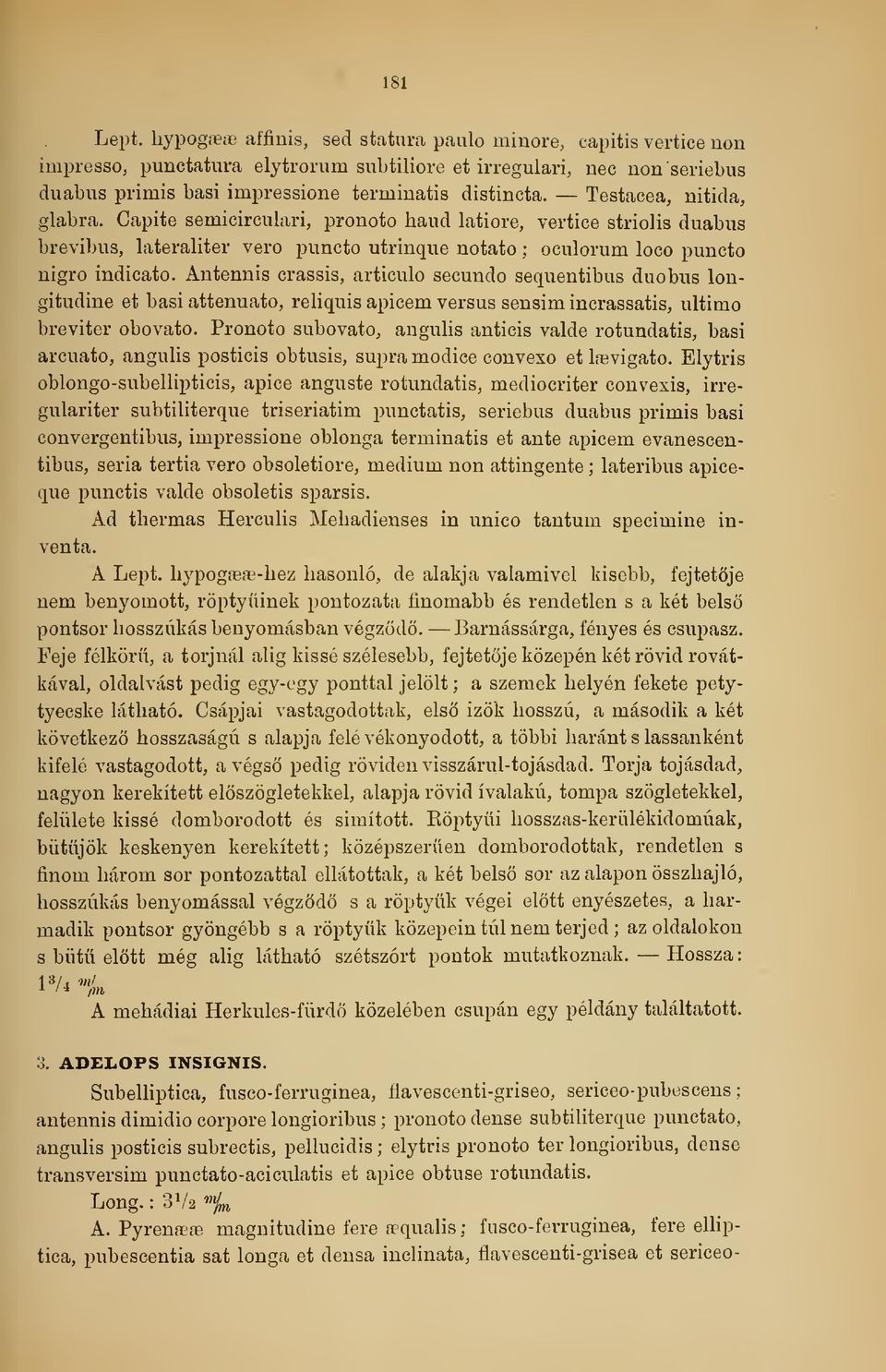 Testacea, nitida, glabra. Capite semicirculari, pronoto hand latiore, vertice striolis duabus brevibus, lateraliter ver puncto utrinque notato ; oculorum loco puncto nigro indicato.