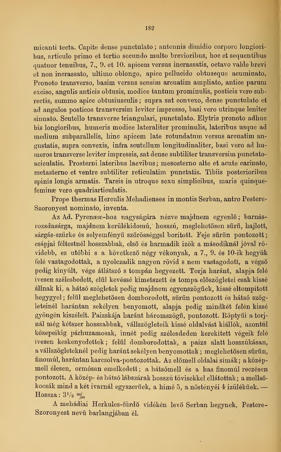 Pronoto transverso, basim versus sensim arcuatim ampliato, antice parum exciso, angulis anticis obtusis, modice tantum prominulis, posticis vero subrectis, summo apice obtusiusculis ; supra sat