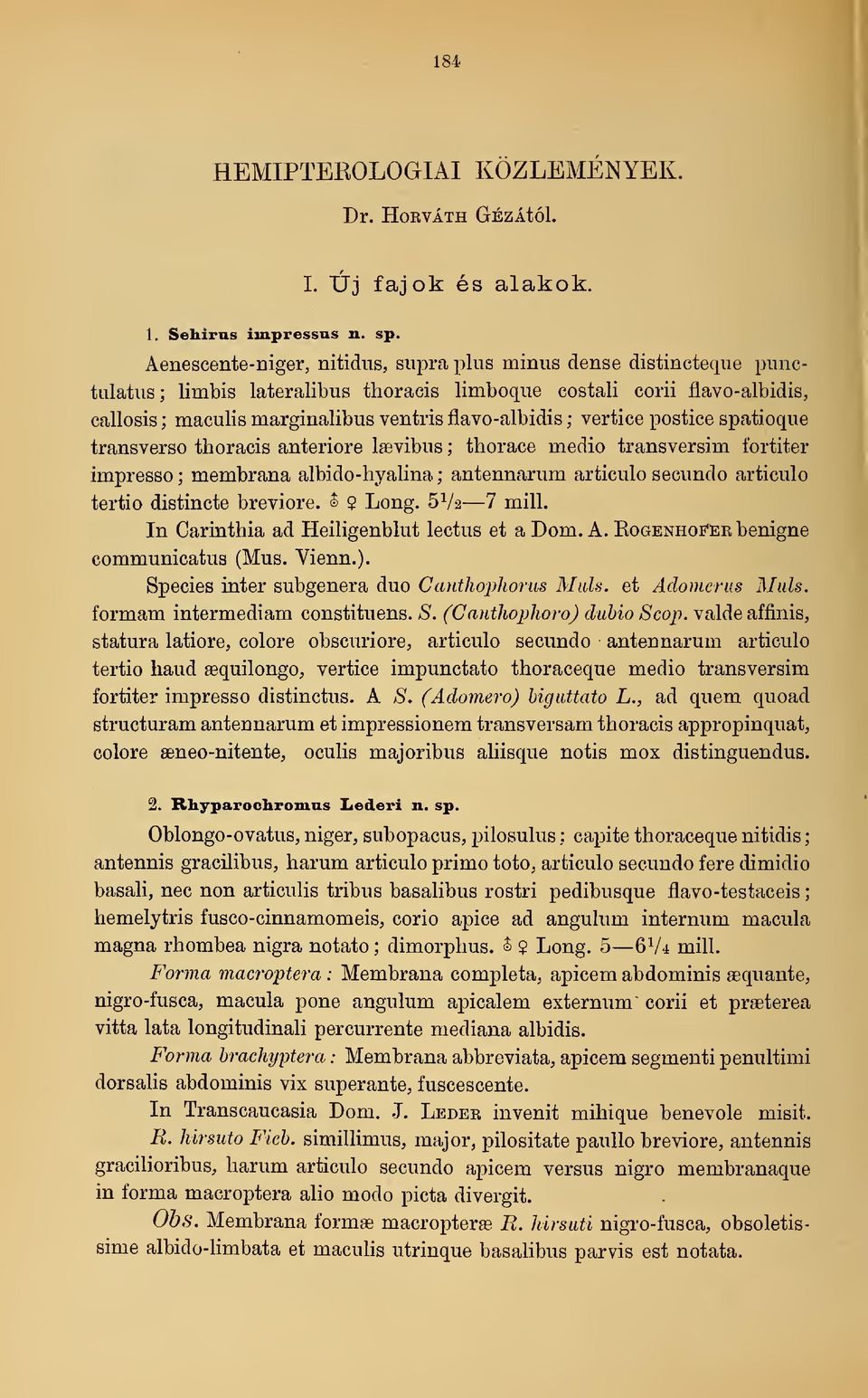 vertice postice spatioque transverso thoracis anteriore laevibus ; thorace medio transversim fortiter impresso ; membrana albido-hyalina ; antennarum articulo secundo articulo tertio distincte