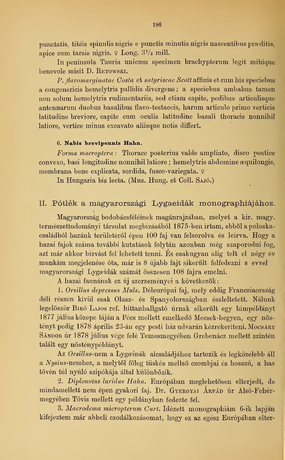 ßavomarginatae Costa et satyriscae ascoíí afiinis et cum his speciebus a congenericis hemelytris pallidis divergens ; a sjjeciebus ambabus tarnen non solum liemelyfcris rudimentariis, sed etiam