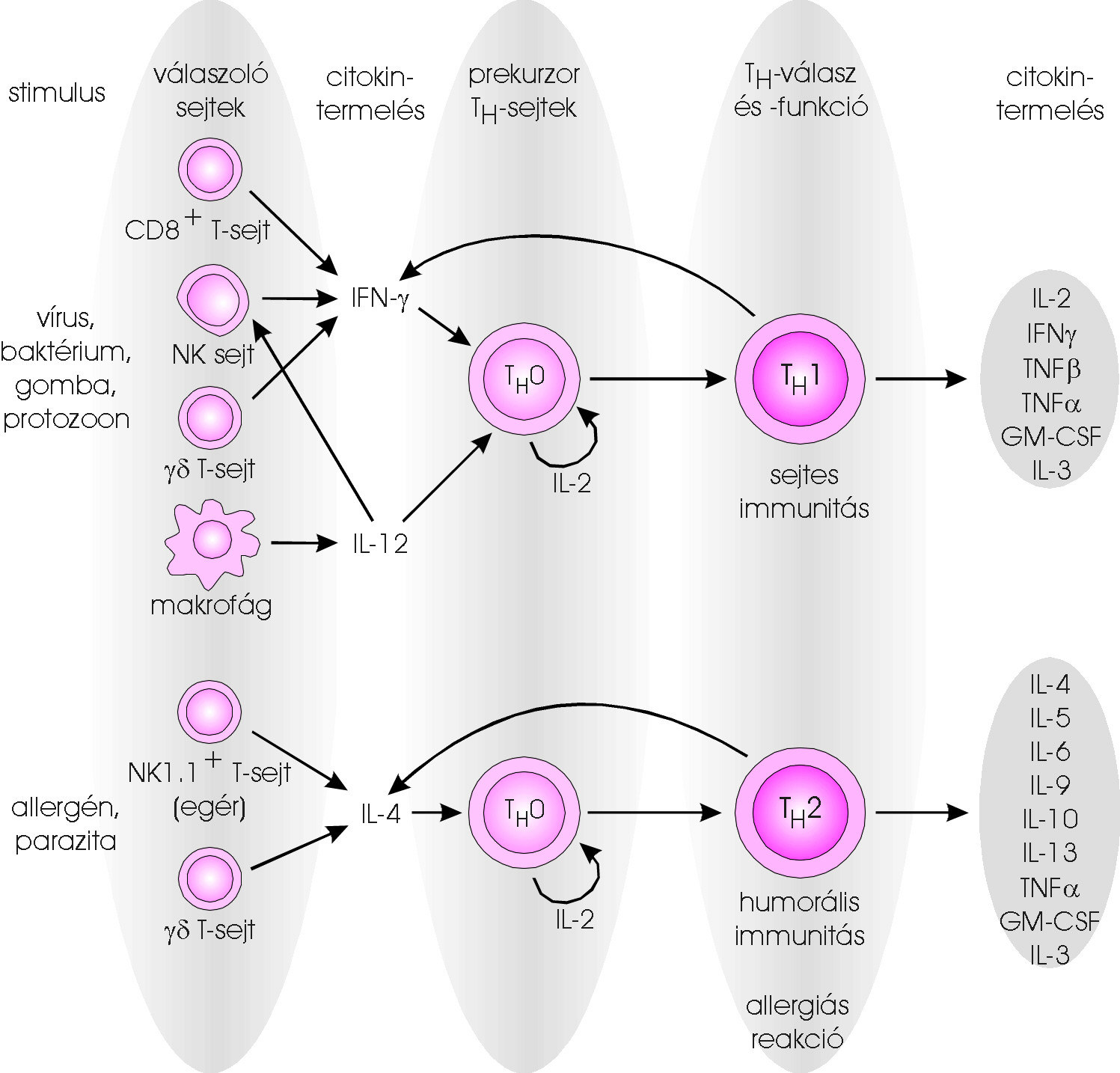 3. ábra: A kiváltó ágens hatására reagáló sejtek citokineket termelnek, melyek meghatározzák az immunreakció jellegét (Gergely J, Erdei A. Immunbiológia 1998:201. oldal) 2.