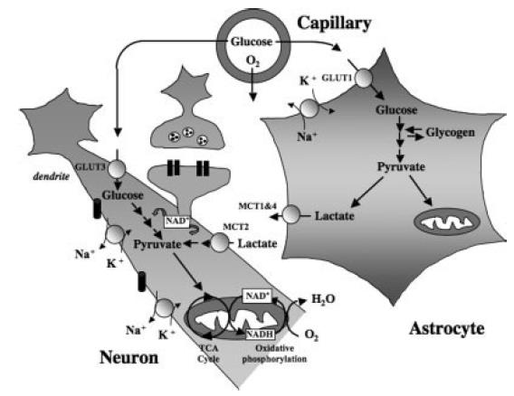 Luc Pellerin et al. 2007, 2010 Glia-neuron interakció Neuroenergetika (alap) GLUT3: neuronális glükóz transzporter GLUT1: gliális glükóz transzporter Asztro: glikogén raktár!