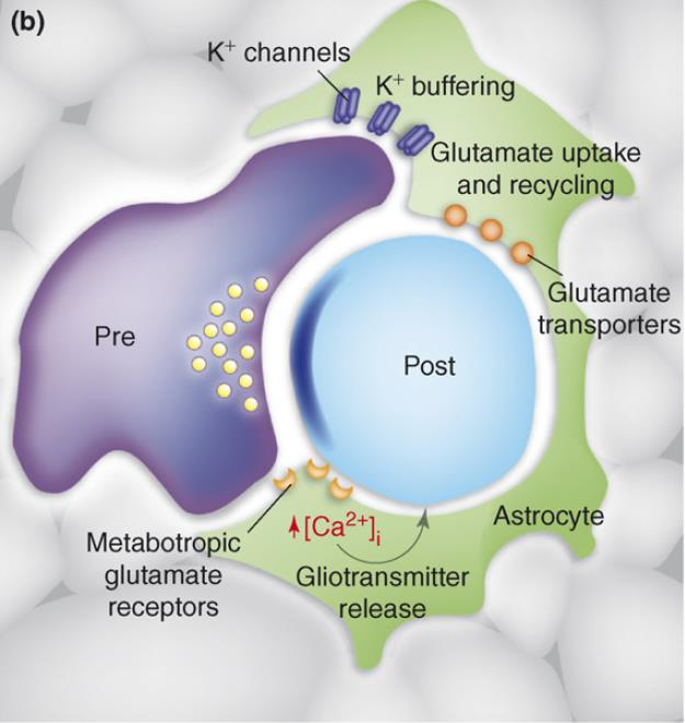Tripartite szinapszis In 1994, Vladimir Parpura and colleagues conducted a set of experiments making an intriguing discovery: cultured astrocytes release glutamate, which leads to Ca2+ elevation of