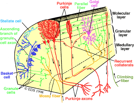 Glia-neuron interakció Példa 2. Cerebellum Hoogland 2010 Tanaka 2008 http://oraculartree.