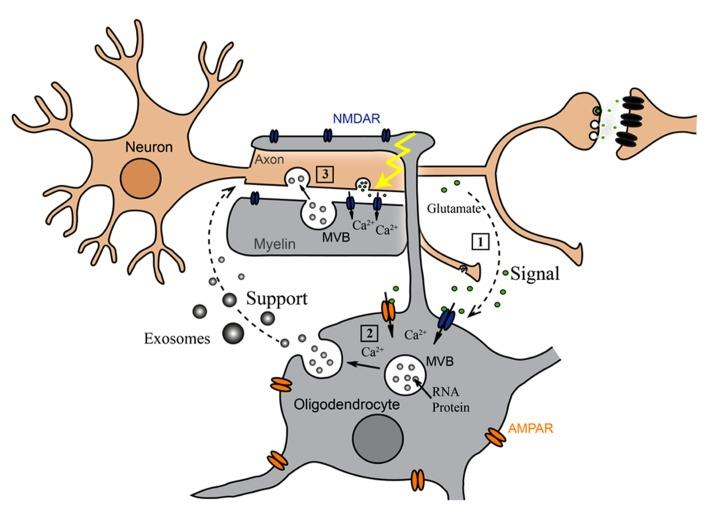 Glia-neuron interakció 1.