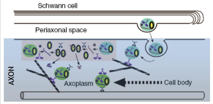Glia-neuron interakció Glia neuron szignalizáció 1. transzendocitózis, exoszómák RNS axonális transzportja Dia az Axonális transzport előadásból!