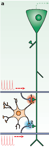 Glia-neuron interakció Glia Neuron szignalizáció Példa 1. Hippocampus Heteroszinaptikus depresszió Feed-forward szinaptikus moduláció 2. Gliotransz misszió 1.