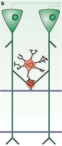 Glia-neuron interakció Glia Neuron szignalizáció Példa 2.