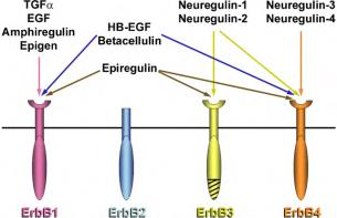 Glia Neuron szignalizáció N G is 2. Gliotranszmisszió Példa 4.