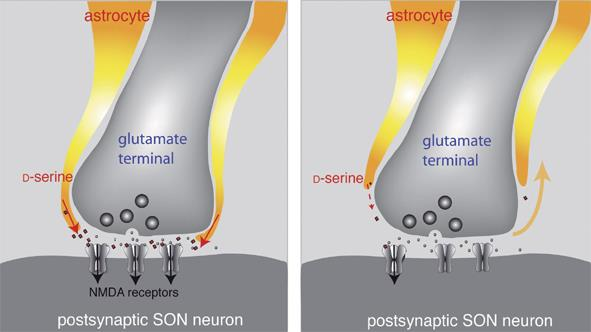 Glia-neuron interakció Glia Neuron szignalizáció 3.