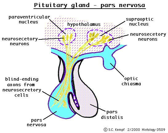 Hipofízisben is vannak (pituicita!) morfológiai változások: 3.