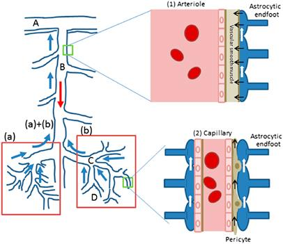 Neurovaszkuláris kapcsoltság Proximális integráció modellje Agyi mikrocirkuláció szabályozása A piális artéria B penetráló artéria C prekapilláris artéria D valódi kapilláris (a, b) neuronális
