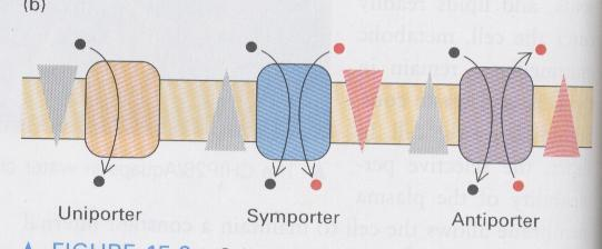 A transzport mechanizmusok osztályozása a transzport iránya alapján facilitált diffúzió uniport szimport antiport másodlagos aktív egy ion/molekula egy irányban két/több molekula/ion