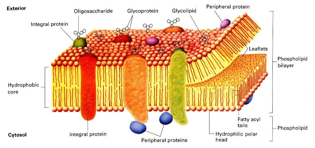 Milyen a membrán szerkezete?