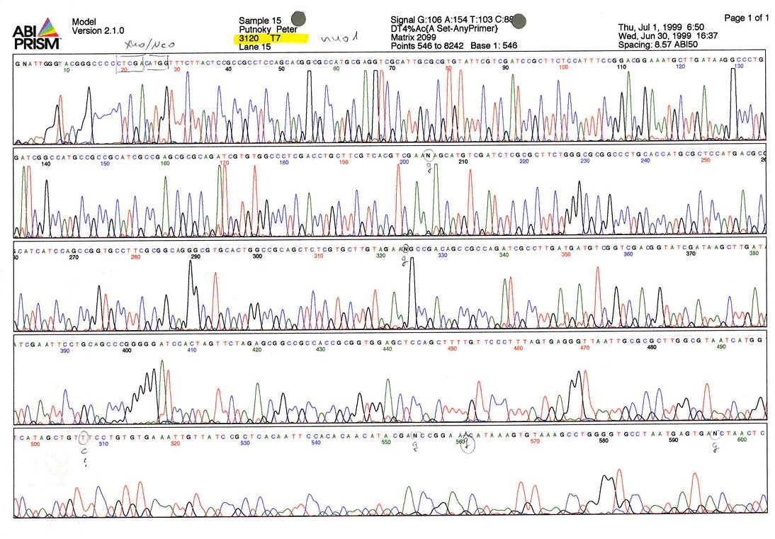 DNS-szekvencia meghatározás - PDF Ingyenes letöltés